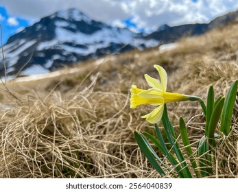 Close up delicate wild daffodil blooming dry grass snowy mountain - Powered by Shutterstock