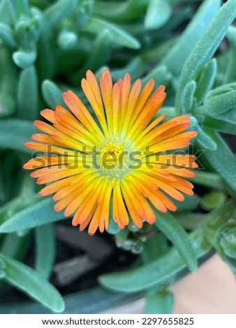 Close up of a Delmar orange ice plant with vivid, bright bloom.