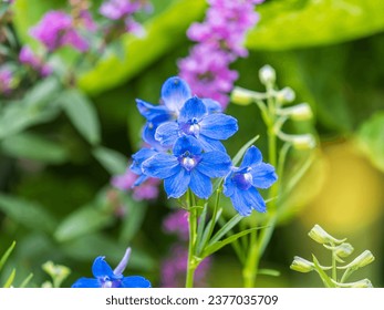 Close up of a delphinium elatum flower in bloom. Purple blue flowers of Siberian Larkspur also know as Chinese Delphinium. Close up of blue flower