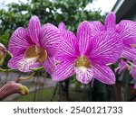 A close up of Dendrobium Orchids