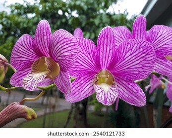 A close up of Dendrobium Orchids - Powered by Shutterstock