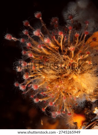 close up of a dense cluster of colonial hydroids known as Oaten Pipe Hydroids