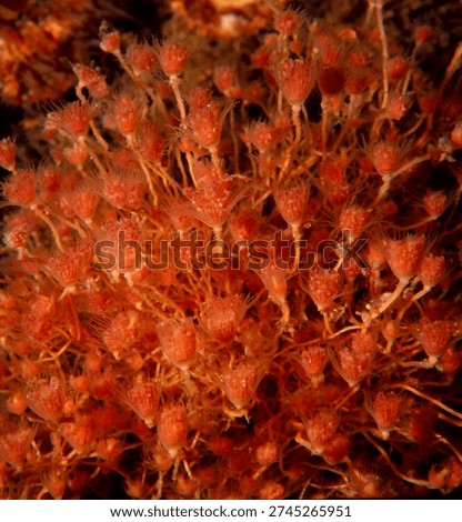 close up of a dense cluster of colonial hydroids known as Oaten Pipe Hydroids