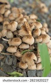 Close up of dense cluster of small brown mushrooms with ribbed caps on gray gravel. Soft natural lighting highlights texture. Green leaves frame composition