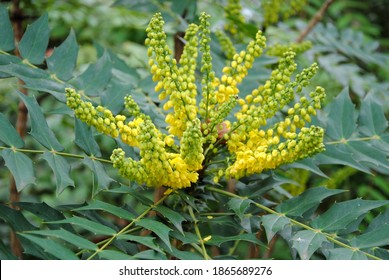 Close up of dense clusters of yellow flowers of Holly-leaved Berberry or Hollyleaved Barberry or Oregon grape (Mahonia aquifolium or Berberis aquifolium) 
