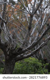 Close up a dense, complex web of bare tree branches and twigs during late autumn or winter.