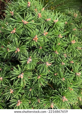 Close up of the dense fine evergreen foliage of the dwarf conifer Pinus mugo Benjamin with resin covered buds.