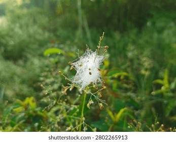 Close up of a dense spider web covered in heavy morning dew drops. Beautiful natural background of white glittering cobweb on top of a wild plant.