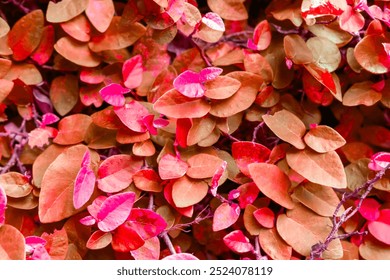 Close up of a densely grown creeper shrub. Evergreen forest backdrop. Red, orange, coral, brown, pink leaves in the garden, Natural background. Autumn leaves wallpaper. Backdrop for season change. - Powered by Shutterstock