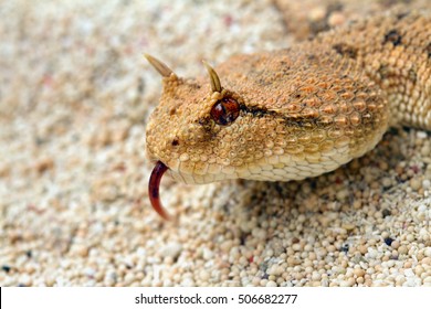 Close up The desert horned viper  - Powered by Shutterstock