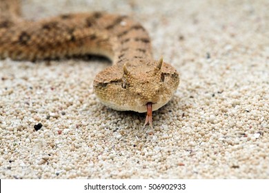 Close Up The Desert Horned Viper 