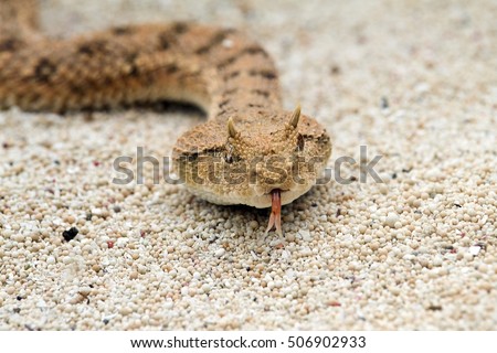 Close up The desert horned viper 