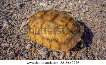 Close Up Desert Tortoise Shell Laying on Ground