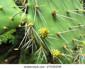 close up detail of cactus with little yellow flower bud. Template for design of holiday greetings, decoration packaging, postcard, poster.
cactus met bloem