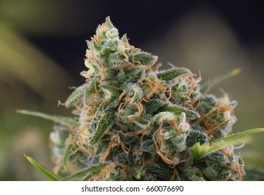 Close up detail of Cannabis cola (black russian marijuana strain) with visible hairs, trichomes and leaves on late flowering stage
