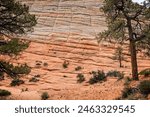 Close up detail of the Checkerboard Mesa rock formation off the Mount Carmel Highway in Zion National Park, Utah, USA on 25 April 2024