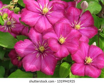 165 Clematis ville de lyon Images, Stock Photos & Vectors | Shutterstock