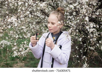 Close Up Detail Of Girl Cutting A Specimen Of Apple Tree In Bloom For Her Science Project. Natural Light, Shallow Depth Of Field. 