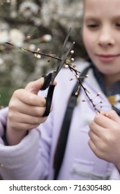 Close Up Detail Of Girl Cutting A Specimen Of Apple Tree In Bloom For Her Science Project. Natural Light, Shallow Depth Of Field. 