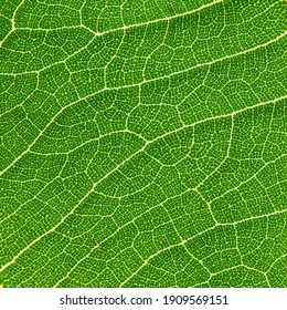 Close Up Detail Of Green Leaf Texture