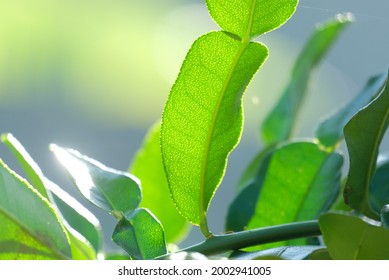 Close Detail Of Makrut Lime Leaf 