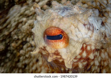 Close Up Detail Of Octopus Eye