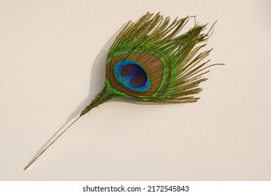 Close Up Detail Of Peacock Feather On White Background. Pavo, Phasianidae.