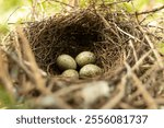 Close up detail photo of a birds nest. Tiny twigs grass and roots cradle brown speckled eggs in a nest bowl. New born Blue Jays (Cyanocitta cristata) laid in spring season will hatch in a few weeks.