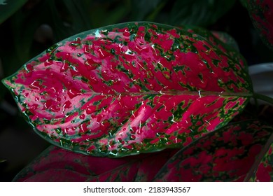 Close Up Detail Photo Of Red Aglaonema Leaf Texture