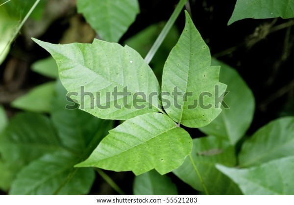 毒ツタ植物の詳細の接写 優れた高解像度画像により 正確な植物識別が可能 の写真素材 今すぐ編集