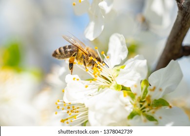 Close up detail shot of bee collecting pollen from fresh white blossoming flowers, spring, save the enviroment and endangered species concept