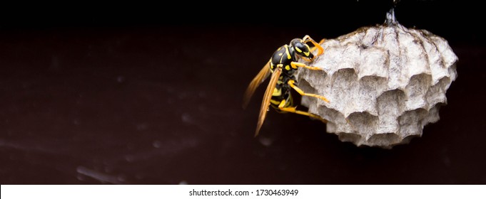 close up detail shot of a black yellow wasp on vespiary wasps' nest (panoramic format)