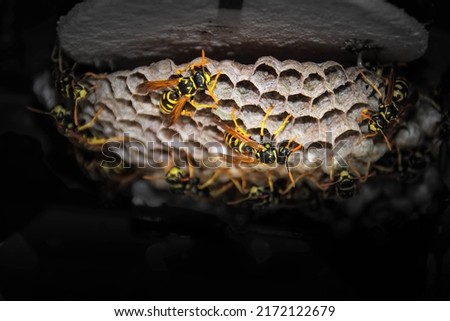 close up detail shot of a black yellow wasp on vespiary wasps' nest