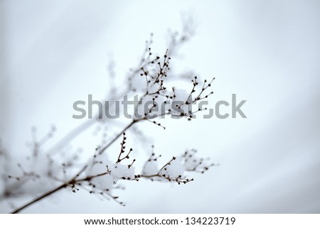 Close Up Detail shot of a fragile twig covered with ice and snow on a cold winter day