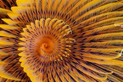 Close Up Detail Of The Spiraling Colors Of A Tube Worm 