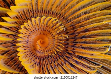 Close up detail of the spiraling colors of a tube worm 