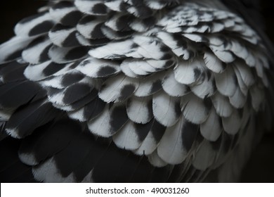 close up detail of spot pigeon wing feather with low  light photography