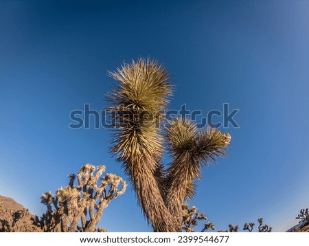 Close up of detail of thorns of green part joshua tree against blue sky at morning sun in national park in america
