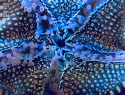 Close Up Detail Of The Underside Of A Starfish In Fish Tank.