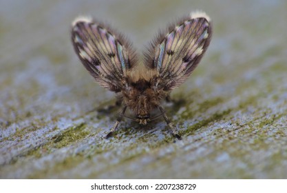 1,879 Toxic moth Images, Stock Photos & Vectors | Shutterstock