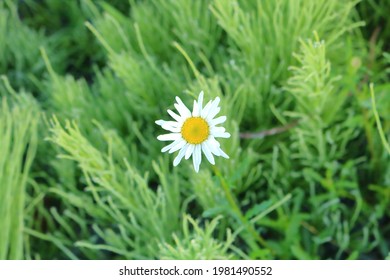 Close, detailed overhead view of a single daisy surrounded by invasive weeds. 