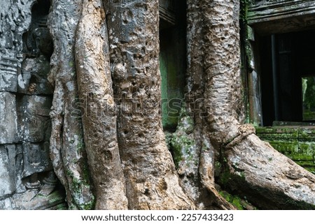 A close up detailed photo of the roots of the giant spung tree that grows on the roof of the Ta Prohm temple. The tree is accurately depicted in terms of its color and texture.  