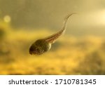 close up and detailed single  colourful  tadpole  swimming downwards , clean background for copy space or text overlay 