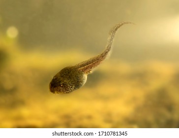 close up and detailed single  colourful  tadpole  swimming downwards , clean background for copy space or text overlay  - Shutterstock ID 1710781345