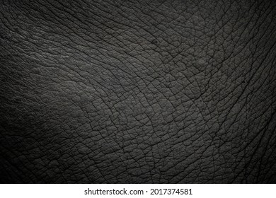 Close Up For Details Of Elephant Skin