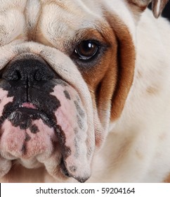 Close Up Details Of English Bulldog Face