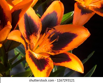 Close Up Details Of Lily Allen Flower In Full Bloom In My Back Garden In Cardiff, South Wales, UK