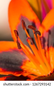 Close Up Details Of Lily Allen Flower In Full Bloom In My Back Garden In Cardiff, South Wales, UK