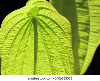 Close up details texture lines and patterns of young leaves in nature. Selective focus