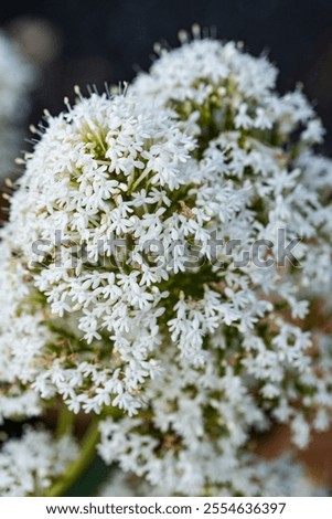 Close up details tiny white flowers amassed in a flower head